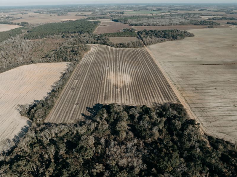 Prime Agricultural Land : Jakin : Early County : Georgia