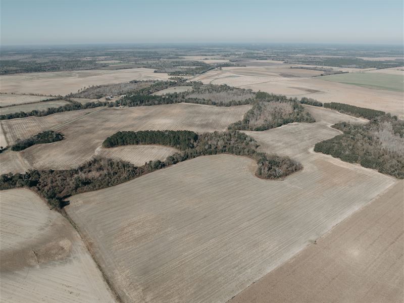 247 +/- Acres Offered Divided : Leary : Baker County : Georgia