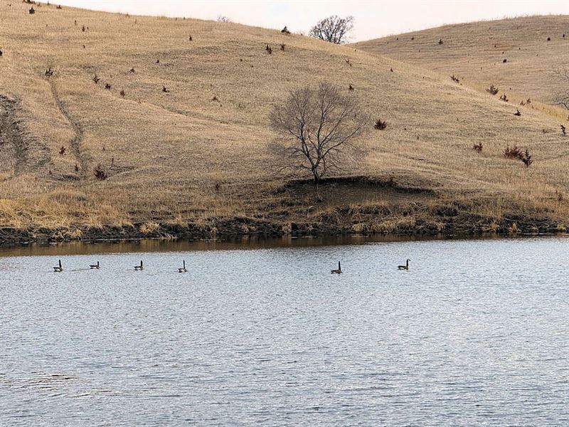 Land Auction 152.17 Acres Kn : Verdigre : Knox County : Nebraska